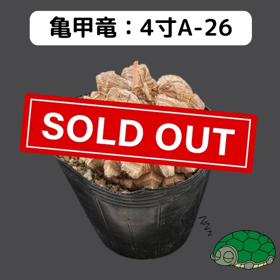 2024現品抽選販売】亀甲竜 4寸 品番：4寸A-26 ※送料込み（エリアにより 