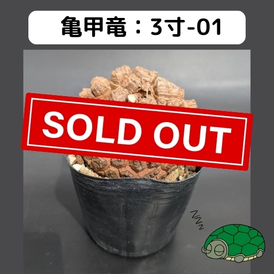 2025現品抽選販売】亀甲竜 3寸 品番：3寸-01 ※送料込み（エリア