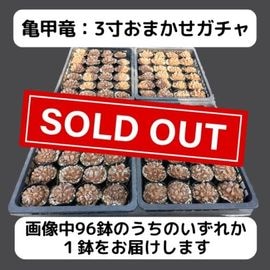 長谷川亀甲竜　はせがわナーサリー産　キーホルダー付　良型　３寸　鉢ごと発送可能 2025年最新】亀甲竜 長谷川の人気アイテム - メルカリ