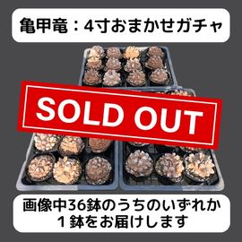 EXPO2025 ミャクミャク　亀甲竜　Mサイズ 受注生産品】EXPO2025 ミャクミャク 亀甲竜 Mサイズ – LOBINDON