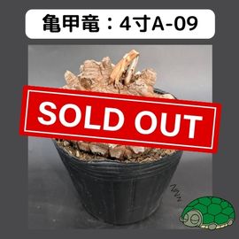 2025۵ε 4 ֡4A-09 ߡʥꥢˤû