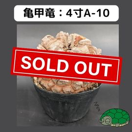 2025۵ε 4 ֡4A-10 ߡʥꥢˤû