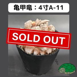 2025۵ε 4 ֡4A-11 ߡʥꥢˤû