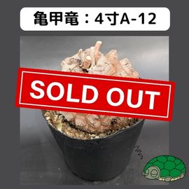 2025۵ε 4 ֡4A-12 ߡʥꥢˤû