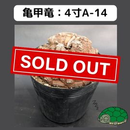 2025۵ε 4 ֡4A-14 ߡʥꥢˤû