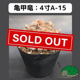 2025۵ε 4 ֡4A-15 ߡʥꥢˤû