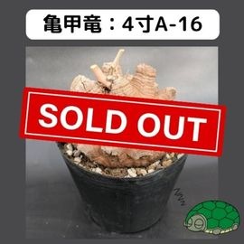 2025۵ε 4 ֡4A-16 ߡʥꥢˤû