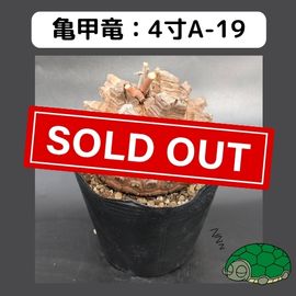 2025۵ε 4 ֡4A-19 ߡʥꥢˤû