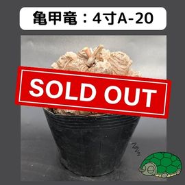 2025۵ε 4 ֡4A-20 ߡʥꥢˤû