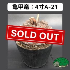 2025۵ε 4 ֡4A-21 ߡʥꥢˤû