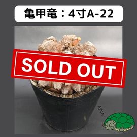 2025۵ε 4 ֡4A-22 ߡʥꥢˤû