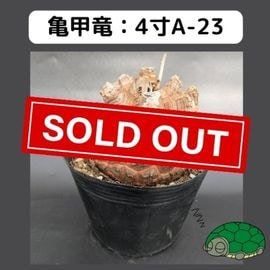 2025۵ε 4 ֡4A-23 ߡʥꥢˤû