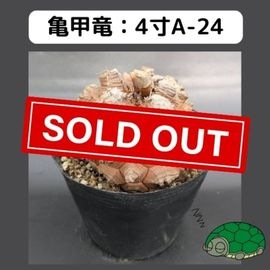 2025۵ε 4 ֡4A-24 ߡʥꥢˤû