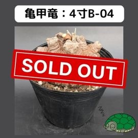 2025۵ε 4 ֡4B-04 ߡʥꥢˤû