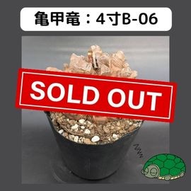 2025۵ε 4 ֡4B-06 ߡʥꥢˤû