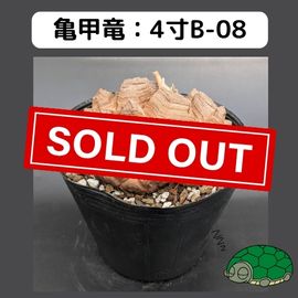 2025۵ε 4 ֡4B-08 ߡʥꥢˤû