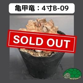 2025۵ε 4 ֡4B-09 ߡʥꥢˤû