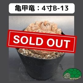 2025۵ε 4 ֡4B-13 ߡʥꥢˤû