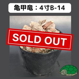 2025۵ε 4 ֡4B-14 ߡʥꥢˤû