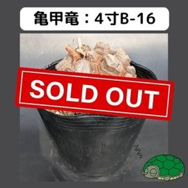 2025۵ε 4 ֡4B-16 ߡʥꥢˤû