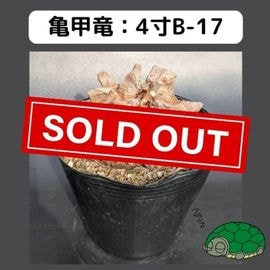 2025۵ε 4 ֡4B-17 ߡʥꥢˤû