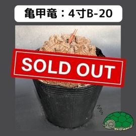 2025۵ε 4 ֡4B-20 ߡʥꥢˤû