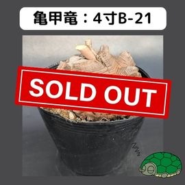 2025۵ε 4 ֡4B-21 ߡʥꥢˤû