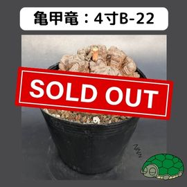 2025۵ε 4 ֡4B-22 ߡʥꥢˤû