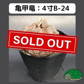 2025۵ε 4 ֡4B-24 ߡʥꥢˤû