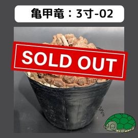 極上 長谷川亀甲竜 長谷川ナーセリー 亀甲竜 4寸サイズ 特 極上 長谷川亀甲竜 長谷川ナーセリー 亀甲竜 4寸サイズ 特 極上