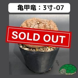 2025【亀甲竜 抽選販売】 | はせがわナーセリー