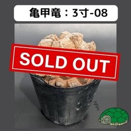 長谷川亀甲竜　はせがわナーサリー産　キーホルダー付　良型　３寸　鉢ごと発送可能 長谷川亀甲竜 はせがわナーサリー産 キーホルダー付 良型 3寸