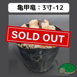 OZWRT✖️長谷川ナーセリー デオスコレア・エラスモテリウム はせがわナーセリー×OZWRT 亀甲竜 フィギュア - メルカリ
