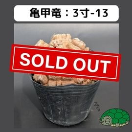 2025【亀甲竜 抽選販売】 | はせがわナーセリー