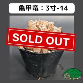 長谷川亀甲竜　はせがわナーサリー産　キーホルダー付　良型　３寸　鉢ごと発送可能 長谷川亀甲竜 はせがわナーサリー産 キーホルダー付 良型 3寸