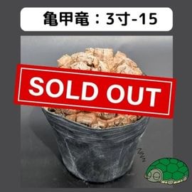 OZWRT✖️長谷川ナーセリー デオスコレア・エラスモテリウム 限定値下げ！はせがわナーセリー×OZWRT 亀甲竜 フィギュア