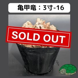 長谷川亀甲竜　はせがわナーサリー産　キーホルダー付　良型　３寸　鉢ごと発送可能 長谷川亀甲竜 はせがわナーサリー産 キーホルダー付 良型 3寸