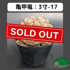 OZWRT はせがわナーセリー　亀甲龍　ゴールド 現品抽選販売】亀甲竜 4寸 品番：4寸-34 ※送料込み（エリア