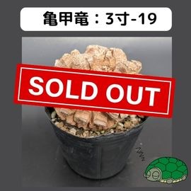 OZWRT✖️長谷川ナーセリー デオスコレア・エラスモテリウム すべての商品 | はせがわナーセリー