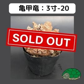 長谷川亀甲竜　はせがわナーサリー産　キーホルダー付　良型　３寸　鉢ごと発送可能 長谷川亀甲竜 はせがわナーサリー産 キーホルダー付 良型 3寸