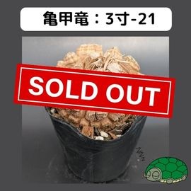 長谷川亀甲竜　はせがわナーサリー産　キーホルダー付　良型　３寸　鉢ごと発送可能 長谷川亀甲竜 はせがわナーサリー産 キーホルダー付 良型 3寸