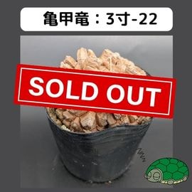 2025 亀甲竜 3寸サイズ | はせがわナーセリー