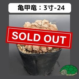 長谷川亀甲竜　はせがわナーサリー産　キーホルダー付　良型　３寸　鉢ごと発送可能 2025年最新】亀甲竜 長谷川の人気アイテム - メルカリ