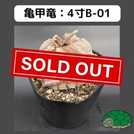 2025۵ε 4 ֡4B-01 ߡʥꥢˤû