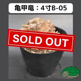 2025۵ε 4 ֡4B-05 ߡʥꥢˤû