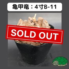 2025۵ε 4 ֡4B-11 ߡʥꥢˤû