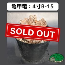 2025۵ε 4 ֡4B-15 ߡʥꥢˤû