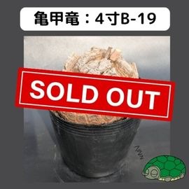 EXPO2025 ミャクミャク　亀甲竜　Mサイズ 受注生産品】EXPO2025 ミャクミャク 亀甲竜 Mサイズ – LOBINDON