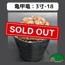 長谷川園芸 はせがわナーセリー 亀甲竜 キーホルダー ノベルティ 長谷川園芸 はせがわナーセリー 亀甲竜 キーホルダー ノベルティ