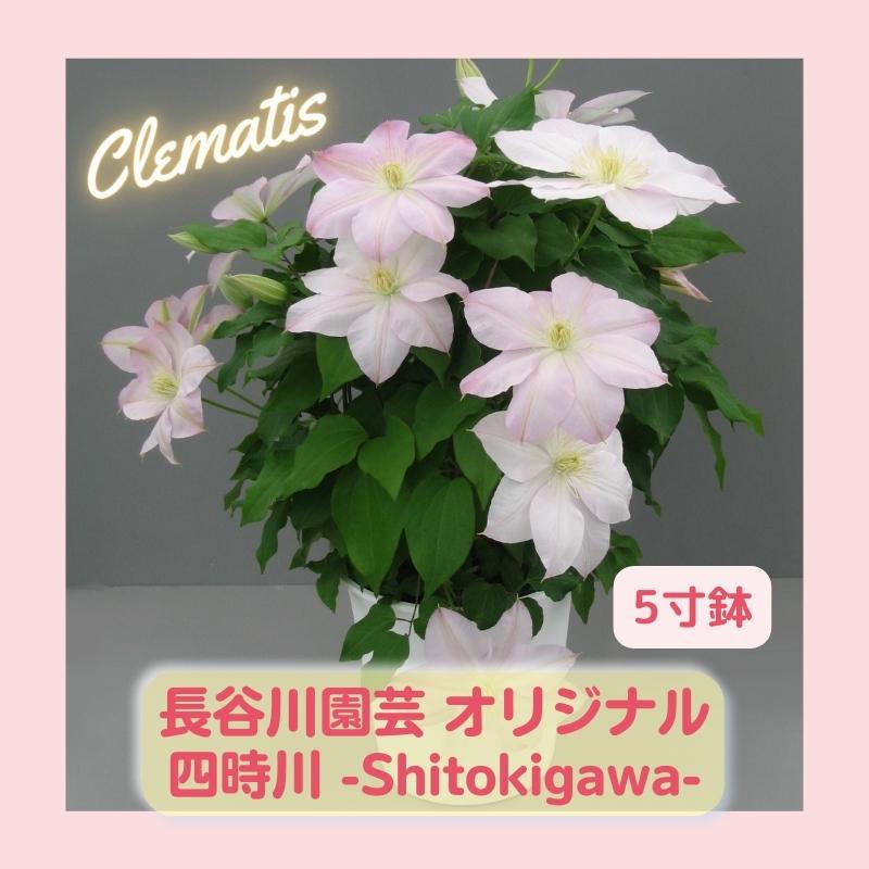 ☆クレマチス☆希少☆4号鉢☆4ポットセット☆ ぐずる